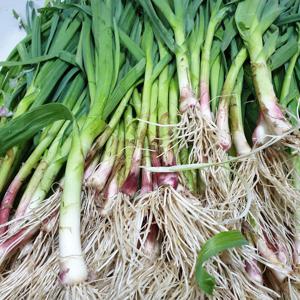 봄나물 제주 햇 풋마늘 잎마늘 4kg 업소용 김치용풋마늘