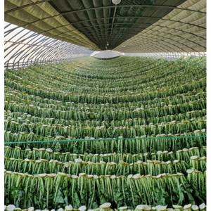 무청 시래기 건시래기 200g 5팩 소백산 바람 맞아 맛있어요.