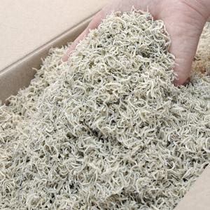 국내산 세세멸 지리멸치 1.5kg 대용량 볶음용 세멸 세멸치 아기멸치 잔멸치 경매 햇멸치