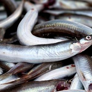 생물 양미리 동해안   (반건조 1두릅 20미) / 생물은 품절