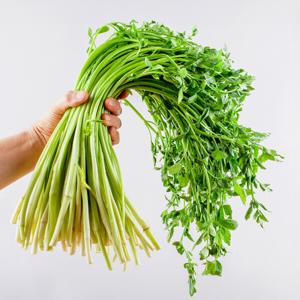 푸른들 산지직송 향이 진한 청도 미나리 400g~1kg