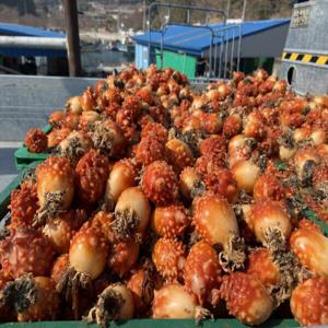 국내산 제철 통영 봄 멍게 4kg+2kg (총 6kg) 70미내외 가성비 활멍게 한입멍게 횟감 당일발송 / 전국 최저가