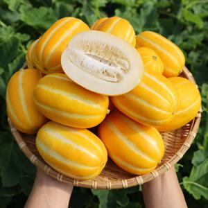 [맛딜] 달콤한 성주 꿀 참외 1kg 못난이(랜덤과)