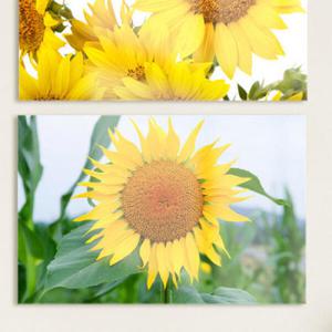 아트박스/꾸밈 tm043-아크릴액자_하늘바람해바라기(대형)