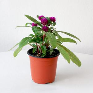 마이플랜트 천일홍 소형 야생화 꽃모종 실내공기정화 플랜테리어 반려식물