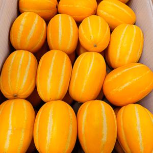 [자연의정] 성주 참외 고당도 정품 로얄과 10kg