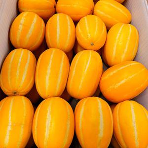 [자연의정] 성주 참외 고당도 정품 로얄과 5kg