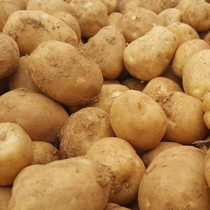 수미감자 (대) 10kg 포슬포슬 분이많은 국내산 감자