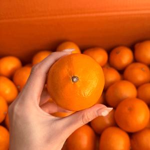 [자연의정] 제주 천혜향 감귤 고당도 특품 10kg