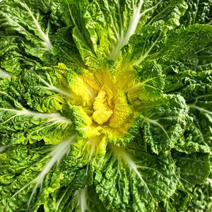 땅끝 해남 제철 봄동 배추 10kg