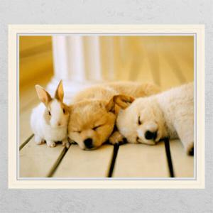 아트박스/꾸밈 cg682-토끼와강아지_창문그림액자