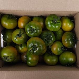 국내산 일반 대저토마토 1.5kg S-2S 소과