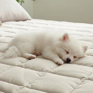 에어룸 알러셀 알러지케어 볼륨 클린패드 Q