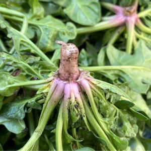 당일수확 해풍맞은 남해 겨울 햇 시금치 1.5kg 보물초