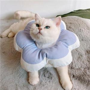 강아지넥카라 힐링타임 키티요요 넥카라 블루 L NH-3206