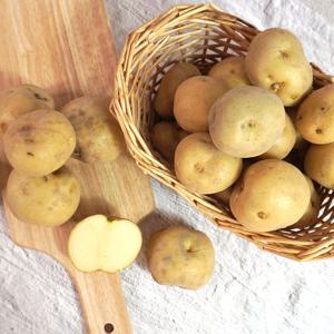 [미식한가] 해남 산지직송 수미감자 특 3kg (130-180g 내외)