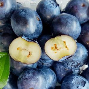 영동 달콤한 블루베리 생과(특) 250g