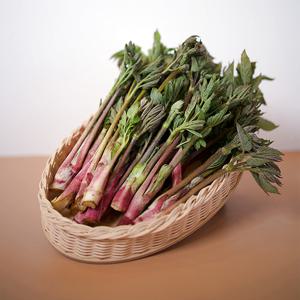 [밋앤밀] 산지직송 강원도 화천 눈꽃 땅두릅 1kg(500g 2팩)