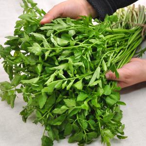 [푸르젠] 국내산 미나리 1kg