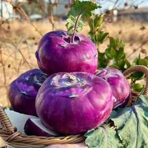 알뜰 제주 콜라비 4.5kg 사이즈혼합