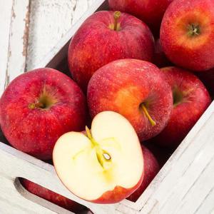 [초록자연] 고당도 고랭지 부사 사과 2.5kg (9-10과)