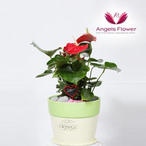 엔젤스플라워 안시리움 일반형 관엽식물 공기정화 전국 꽃배달서비스