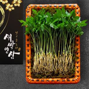 맘스호미 새싹인삼 명품세트 대 45뿌리 (개당25cm 내외)