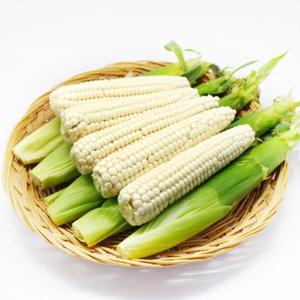 [생산자직송] 괴산 공정임님의 급냉 찰옥수수(중) 21개