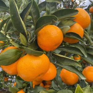 제주 타이벡 감귤 10kg 대과(L~2L)새콤달콤한 맛있는 프리미엄 타이백 귤