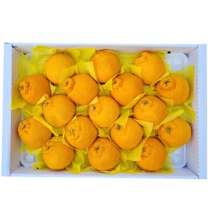 고당도 제주 한라봉 선물용 중대과 5kg (19-25과)