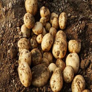 [푸드맛봄 감자] 국내산 제철 두백감자 중소사이즈 3kg/25년햇감자