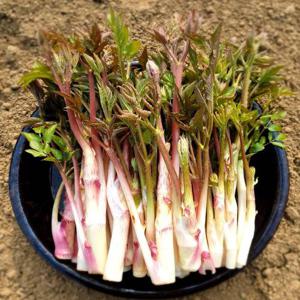 국내산 눈꽃 땅두릅 500g