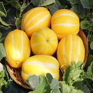 [잇츠팜] 성주 꿀참외 가정용 3kg 로얄과 (10-14과)