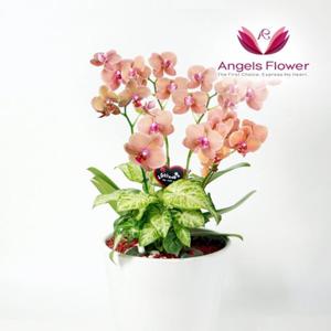 [엔젤스플라워] 주황 호접란 고급형 서양란 관엽식물 전국 꽃배달서비스