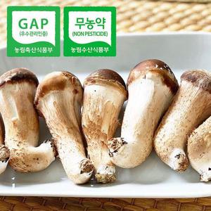 [무농약] GAP인증 산지직송 국내산 참송이버섯 500g(실속,소)