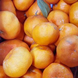 현가원 서귀포 못난이 레드향 5kg (실속형 혼합과)