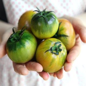 초록초록팜 당일수확 부산 대저 농협 짭짤한 으뜸 토마토 2.5kg 소과 S 산지직송