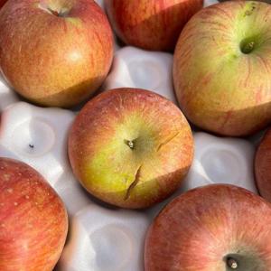 경북 부사 사과 5kg 15-25과 중과 못난이사과 부사 햇사과 꿀사과 햇부사