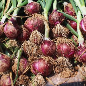 [더조은] 달큰한 무안 자색 양파 3kg (중대혼합)