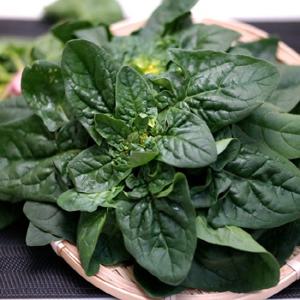 비금도 재래종 시금치 섬초 1kg 토종시금치