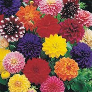 베란다텃밭 다알리아 씨앗팜 정원 야생화 꽃씨 종자 씨앗 100립 원예용품