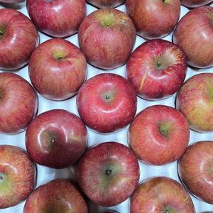청송 부사 사과 10kg 48-53과 소과 못난이사과 청송 꿀사과 햇사과 청송사