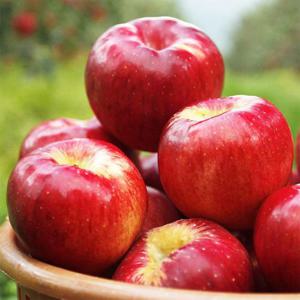 [오늘담은] 가정용 햇사과 4kg 9-13과/대과