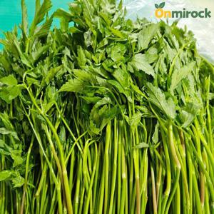 온미락 지하 암반수로 기른 청도 미나리 특품 1단(200g) 청정 재배 깔끔 단 포장