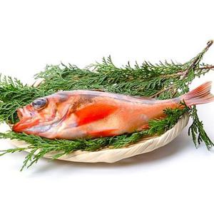 [속초반건조생선]반건조 열갱이(750g,대20cm이상,5미)