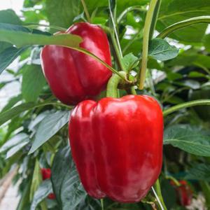 맑은물로 키운 국내산 파프리카 2kg