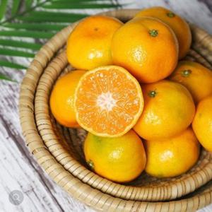 [농부마음]제주 조생 감귤 노지감귤 5kg 대과 (L-2L)