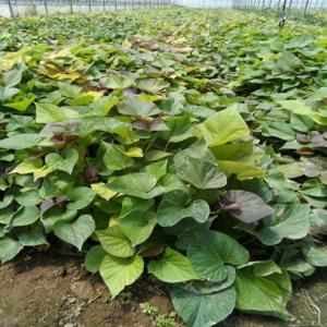 ［늘해랑］호박고구마 모종 1단(1.2kg)