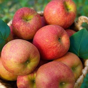 갤러리아_밀양 얼음골 부사사과 5kg 중소과(22과내외)