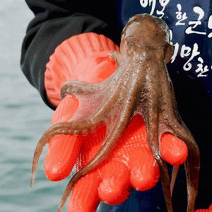 [대한민국농수산] 2025 제철 국내산 생물 주꾸미 활 쭈꾸미 1kg(10~15미 내외)